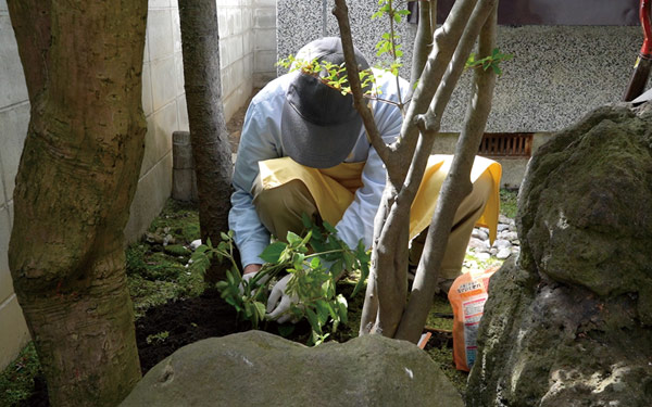 うどを植える